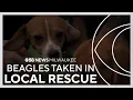 Thrifted Kittens Animal Rescue in Milwaukee takes in 4 beagles from Ridglan Farms