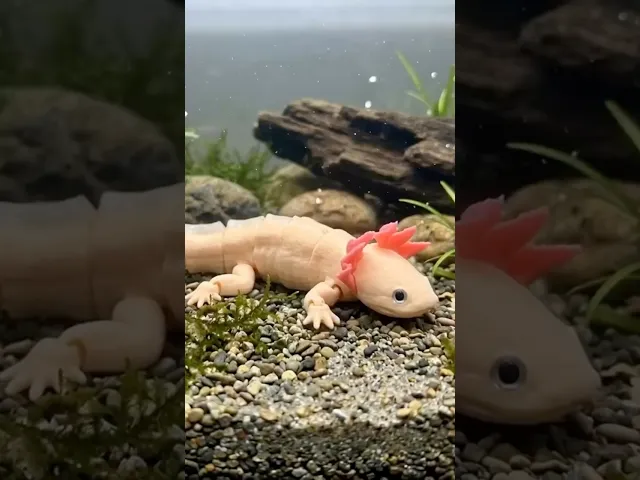 Axolotl Flexy | Articulated Axolotl + 6mm Glass Eyes Option and Pre Painted  video thumbnail