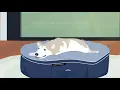 ambient lounge luxury dog beds are for life Here s why