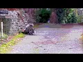 hamboing gone sex