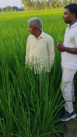 बदायूं के किसान ने धान की खेती के लिए कौन सी खाद बताई संजीवनी | वनइंडिया हिंदी
