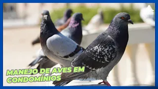 Manejo de Aves em Condomínio