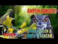 Lagu Suara Pikat Burung SOGON Paling Ampuh II Suara pikat Sogon kombinasi sirtu Terancam.