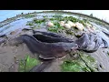 Lagu WOW unique - rural fisherman catch a lot of fish \u0026 pick eggs in rice field under algae in mud water