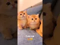 Download Lagu cute cat 😻😺 #cat #kitten #kucinglucu #anakkucinglucu #cats