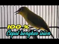 Download Lagu cukup hitungan detik Pleci lain pasti ikut bongkar isian saat mendengar pancingan pleci ini.