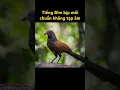 Download Lagu Tiếng bìm bịp mồi kêu bầy chuẩn mp3 #bimbip #coucal