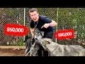 Visit a Mexican Wolfdog calupoh Breeder