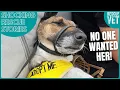 Rescue Team Thought This Dog Would Never Find A Home Leika s Rescue Story