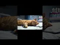 Download Lagu #animalintelligence #cat #cats #o #funny #aicats #aiandcats