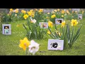 Happy Spring Time Gallery with After Effects template