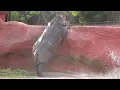 World s Biggest Hippopotamus You Never Seen Before