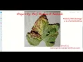Grape Leaf Disease Prediction Using Image Processing Python Project With Source Code