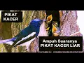 Download Lagu Suara pikat burung kacer | suara burung kacer  @mandauel