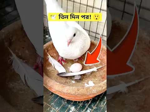 মাত্র তিন দিন পর আবারও ডিম? 🕊️😱 #kabutar #কবুতর #birds #funny #comedy #viralvideo #shorts #trend