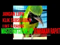 Download Lagu CUCAK IJO SPEED RAPAT FULL TEMBAKAN