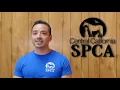 Big Changes Coming to CCSPCA