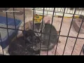 Beaumont Animal Care adoption fees only 31 for Halloween