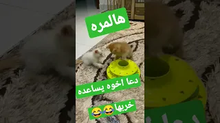 قطط كيوت Funny Beautiful Cute Cats 