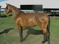 el corralero Hernán Figueroa Reyes.wmv