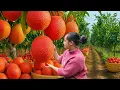 Download Lagu Harvesting Ripe Gac Fruits and Okra to Sell at the Market, Cleaning the Farm, Cooking