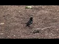 Download Lagu Burung Magpie-Robin Oriental
