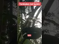Download Lagu tembakan seniper burung asi kumis KTP Sumarta