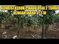 Download Lagu Kebun pinang betara jarak 3×3 usia 2 tahun