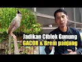 Download Lagu Cara jitu Gacorkan CIBLEK GUNUNG dengan Teknik ini biar brem panjang