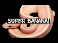 The Super Banana Ball Python
