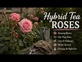 Hybrid Tea Roses Gorgeous Blooms With a High-Maintenance Reputation