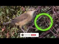 Download Lagu SUARA BURUNG KECICI BELALANG NYECRET DURASI PANJANG