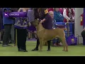 Cane Corso Breed Judging 2025