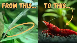 The Fascinating Journey of Cherry Shrimp A Complete Lifecycle Guide
