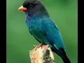 Download Lagu Masteran tengkek buto speed lambat,agar Lovebird ngekek panjang.