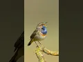 Lagu Burung Tenggorokan Biru