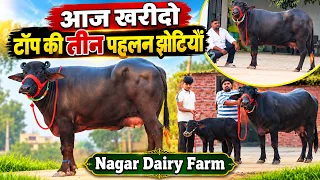 आज खरीदो टॉप की पहलन झोटियाँ || 1stTimer Murrah Jhoti For Sale || Nagar Dairy Farm (9560893635)