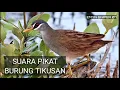 Download Lagu SUARA PIKAT BURUNG TIKUSAN SERING SAYA PAKAI SAAT HUNTING