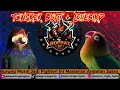 Lagu MASTERAN MURAI ISIAN TENGKEK BUTO + LOVEBIRD | Gacor Nonstop Bikin Emosi Burung Lain!