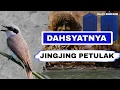 Download Lagu JINGJING PETULAK GACOR JERNIH - MASTERAN JINGJING PETULAK - MASTERAN MURAI,KACER,IJO PALING JOSS