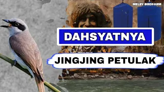 jingjing petulak gacor jernih masteran jingjing petulak masteran murai kacer ijo paling joss