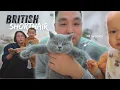 Download Lagu Onze eerste week met een Brits Korthaar Kitten🐾 ft. MagBak📱Mount Install!