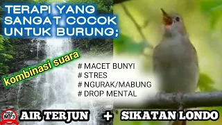 Download Suara terapi dan isian suara sikatan londo khusus untuk burung lomba drop stres macet bunyi MP3