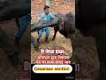 Download Lagu Cesarean section in buffalo l dr Umar khan