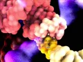 Ribosome