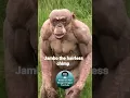 Download Lagu Jambo the hairless chimp #shorts #HairlessChimp