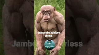 Jambo The Hairless Chimp Shorts HairlessChimp 
