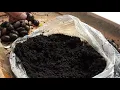 Sprouting future oak trees