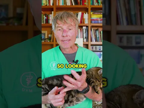 Why Your Dog’s Itching Keeps Coming Back