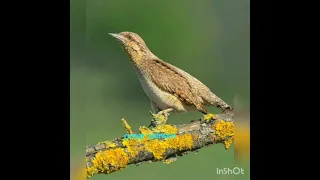 صوت طائر اللواء الاوراسي البوقميح ـ ابو إلوي ـ Eurasian Wryneck الصياد السيناوي 